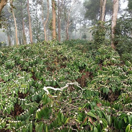 Coorg Kolamotte Hotel Gonikoppal ภายนอก รูปภาพ