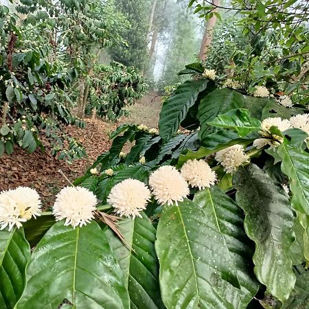 Coorg Kolamotte Hotel Gonikoppal ภายนอก รูปภาพ