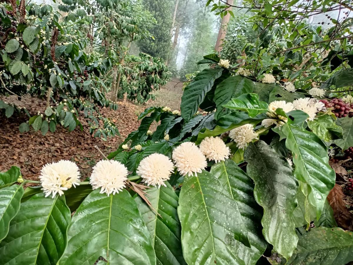 Coorg Kolamotte Hotel Gonikoppal ภายนอก รูปภาพ