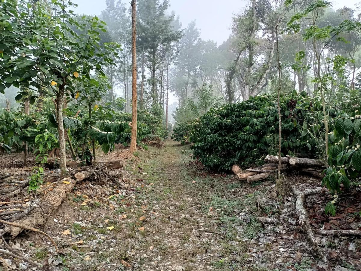 Coorg Kolamotte Hotel Gonikoppal ภายนอก รูปภาพ