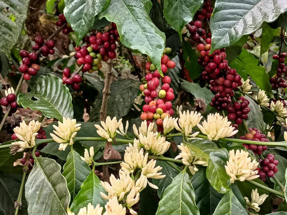 Coorg Kolamotte Hotel Gonikoppal ภายนอก รูปภาพ