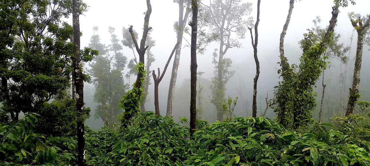 Coorg Kolamotte Hotel Gonikoppal ภายนอก รูปภาพ